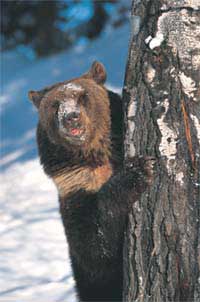Страна, в которой по заснеженным лесам бродят, почему-то не спящие зимой медведи...